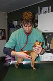 AUSCULTATION 013